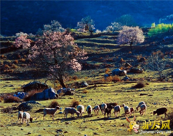 林芝地区3.jpg